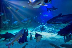 Aquarium